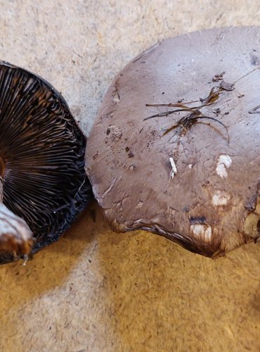 PEČÁRKA LESNÍ (Agaricus sylvaticus) FOTO: Marta Knauerová, 25.–26. 10. 2025