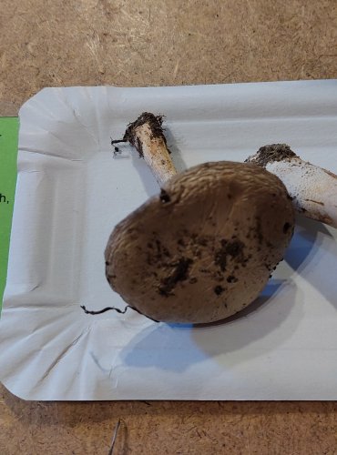 PEČÁRKA POLNÍ (Agaricus campestris) FOTO: Marta Knauerová, 25.–26. 10. 2025