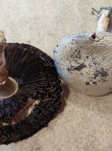 PEČÁRKA POLNÍ (Agaricus campestris) FOTO: Marta Knauerová, 25.–26. 10. 2025