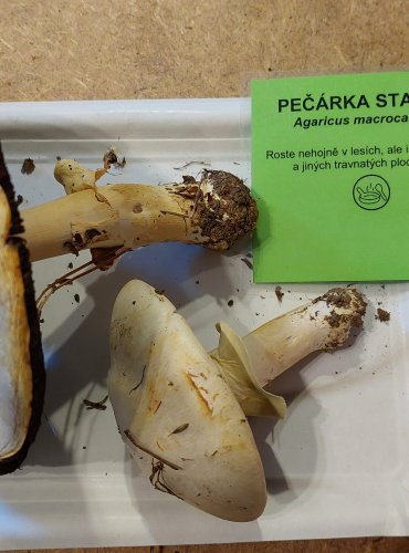 PEČÁRKA STATNÁ (Agaricus macrocarpus) FOTO: Marta Knauerová, 25.–26. 10. 2025
