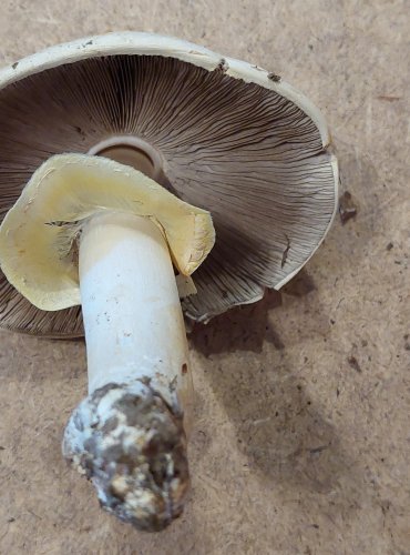 PEČÁRKA STATNÁ (Agaricus macrocarpus) FOTO: Marta Knauerová, 25.–26. 10. 2025