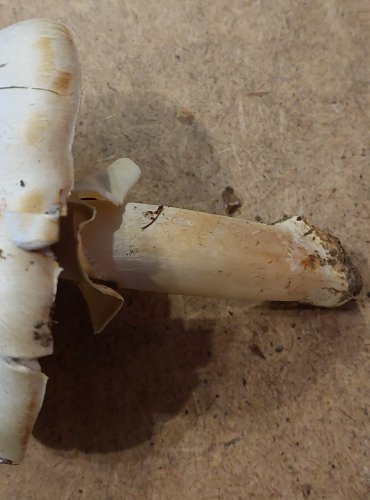 PEČÁRKA STATNÁ (Agaricus macrocarpus) FOTO: Marta Knauerová, 25.–26. 10. 2025