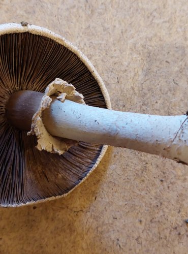 PEČÁRKA ŠUPINKATÁ (Agaricus benesii) FOTO: Marta Knauerová, 25.–26. 10. 2025