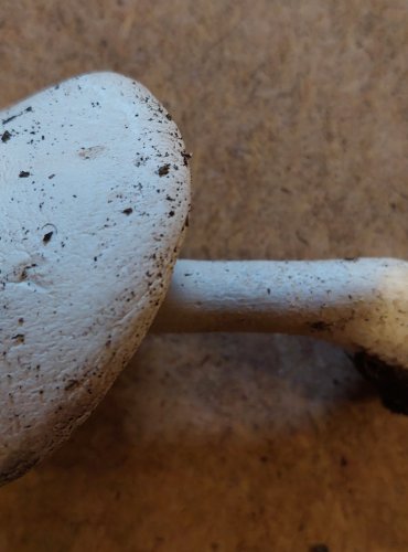PEČÁRKA ŠUPINKATÁ (Agaricus benesii) FOTO: Marta Knauerová, 25.–26. 10. 2025