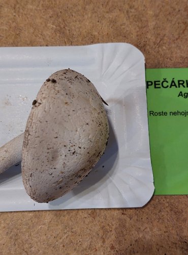 PEČÁRKA ŠUPINKATÁ (Agaricus benesii) FOTO: Marta Knauerová, 25.–26. 10. 2025