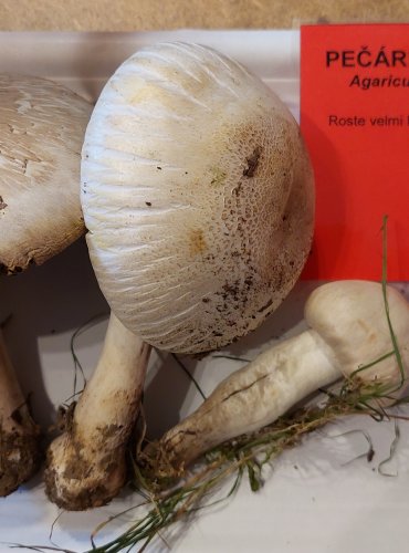 PEČÁRKA ZÁPAŠNÁ (Agaricus xanthodermus) FOTO: Marta Knauerová, 25.–26. 10. 2025
