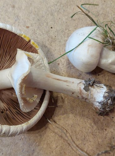 PEČÁRKA ZÁPAŠNÁ (Agaricus xanthodermus) FOTO: Marta Knauerová, 25.–26. 10. 2025