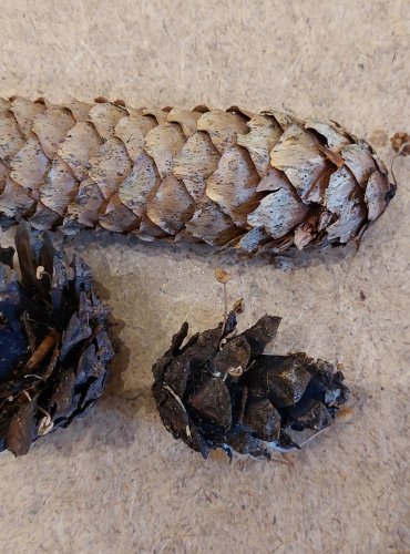 PENÍZEČKA DROBNOVÝTRUSÁ (Baeospora myosura) FOTO: Marta Knauerová, 25.–26. 10. 2025

