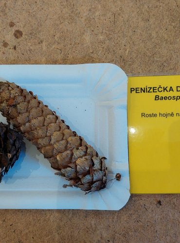 PENÍZEČKA DROBNOVÝTRUSÁ (Baeospora myosura) FOTO: Marta Knauerová, 25.–26. 10. 2025

