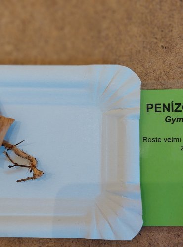 PENÍZOVKA DUBOVÁ (Gymnopus dryophilus) FOTO: Marta Knauerová, 25.–26. 10. 2025