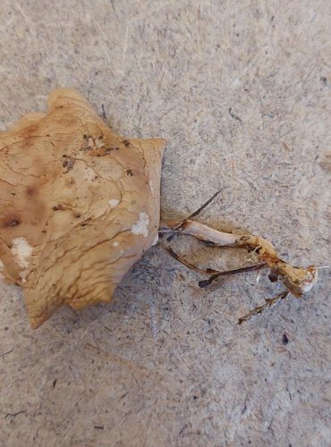 PENÍZOVKA DUBOVÁ (Gymnopus dryophilus) FOTO: Marta Knauerová, 25.–26. 10. 2025