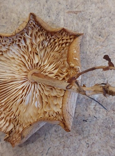 PENÍZOVKA DUBOVÁ (Gymnopus dryophilus) FOTO: Marta Knauerová, 25.–26. 10. 2025