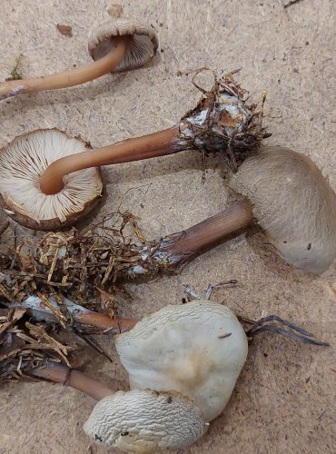 
PENÍZOVKA KUŽELOVITÁ (Rhodocollybia asema) FOTO: Marta Knauerová, 25.–26. 10. 2025
