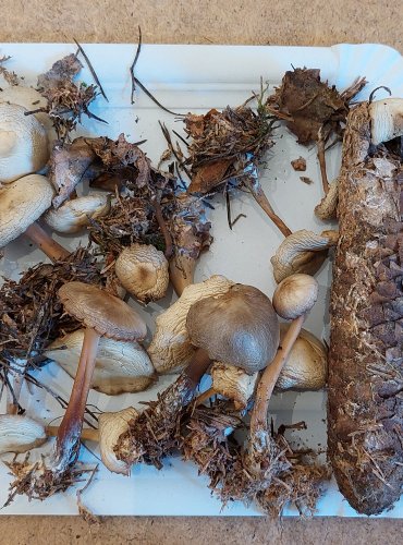 
PENÍZOVKA KUŽELOVITÁ (Rhodocollybia asema) FOTO: Marta Knauerová, 25.–26. 10. 2025
