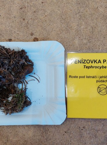 
PENÍZOVKA PÁCHNOUCÍ (Tephrocybe rancida) FOTO: Marta Knauerová, 25.–26. 10. 2025
