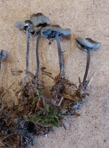 
PENÍZOVKA PÁCHNOUCÍ (Tephrocybe rancida) FOTO: Marta Knauerová, 25.–26. 10. 2025
