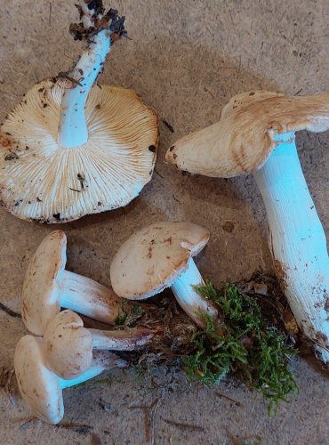 PENÍZOVKA SKVRNITÁ (Rhodocollybia maculata) FOTO: Marta Knauerová, 25.–26. 10. 2025