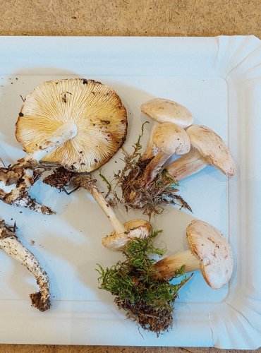 PENÍZOVKA SKVRNITÁ (Rhodocollybia maculata) FOTO: Marta Knauerová, 25.–26. 10. 2025