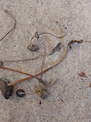 PENÍZOVKA SMRKOVÁ (Strobilurus esculentus) FOTO: Marta Knauerová, 25.–26. 10. 2025