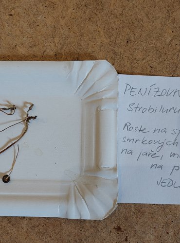 PENÍZOVKA SMRKOVÁ (Strobilurus esculentus) FOTO: Marta Knauerová, 25.–26. 10. 2025