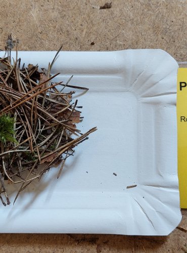 PENÍZOVKA TŘÁSNITÁ (Collybia cirrata) FOTO: Marta Knauerová, 25.–26. 10. 2025