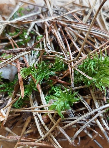 PENÍZOVKA TŘÁSNITÁ (Collybia cirrata) FOTO: Marta Knauerová, 25.–26. 10. 2025