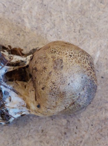 
PESTŘEC BRADAVČITÝ (Scleroderma verrucosum) FOTO: Marta Knauerová, 25.–26. 10. 2025
