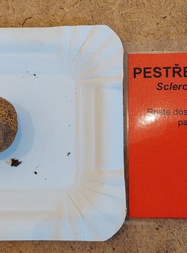 
PESTŘEC BRADAVČITÝ (Scleroderma verrucosum) FOTO: Marta Knauerová, 25.–26. 10. 2025
