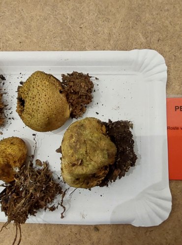 PESTŘEC OBECNÝ (Scleroderma citrinum) FOTO: Marta Knauerová, 25.–26. 10. 2025