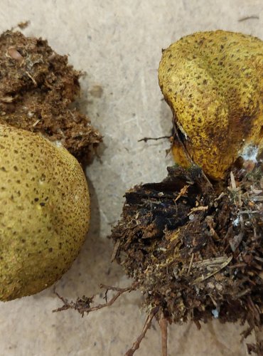 PESTŘEC OBECNÝ (Scleroderma citrinum) FOTO: Marta Knauerová, 25.–26. 10. 2025