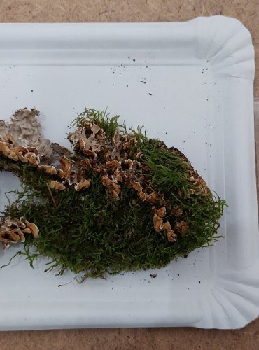 PEVNÍK CHLUPATÝ (Stereum hirsutum) FOTO: Marta Knauerová, 25.–26. 10. 2025