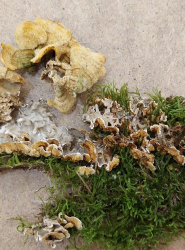 PEVNÍK CHLUPATÝ (Stereum hirsutum) FOTO: Marta Knauerová, 25.–26. 10. 2025