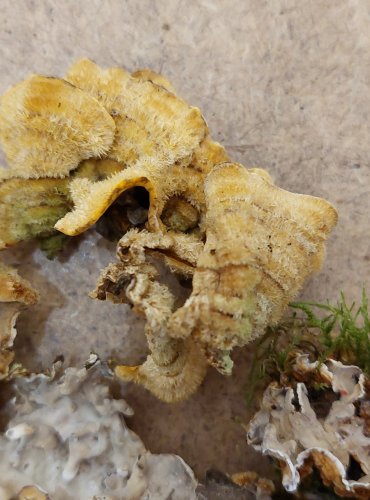 PEVNÍK CHLUPATÝ (Stereum hirsutum) FOTO: Marta Knauerová, 25.–26. 10. 2025