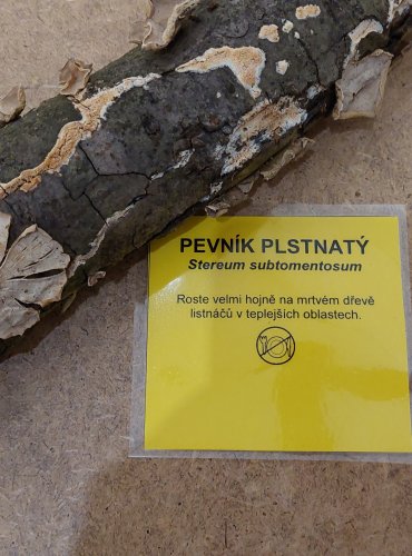 PEVNÍK PLSTNATÝ (Stereum subtomentosum) FOTO: Marta Knauerová, 25.–26. 10. 2025