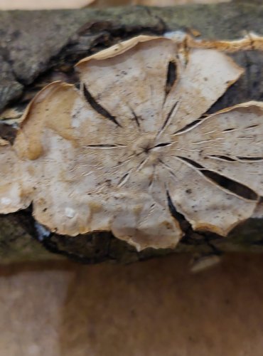 PEVNÍK PLSTNATÝ (Stereum subtomentosum) FOTO: Marta Knauerová, 25.–26. 10. 2025