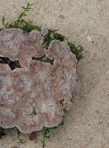 PEVNÍKOVEC ZTLUSTLÝ (Amylostereum areolatum) FOTO: Marta Knauerová, 25.–26. 10. 2025