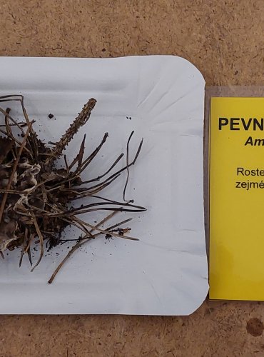 PEVNÍKOVEC ZTLUSTLÝ (Amylostereum areolatum) FOTO: Marta Knauerová, 25.–26. 10. 2025