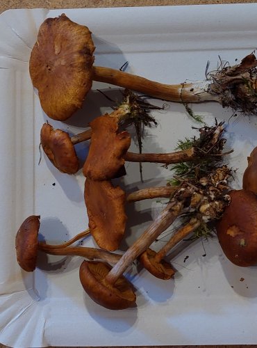 PLAMÉNKA NEVONNÁ (Gymnopilus penetrans) FOTO: Marta Knauerová, 25.–26. 10. 2025