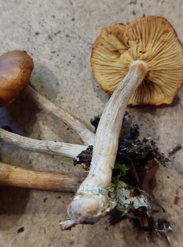 PLAMÉNKA NEVONNÁ (Gymnopilus penetrans) FOTO: Marta Knauerová, 25.–26. 10. 2025