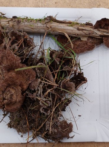 PLESŇÁK ZEMNÍ (Thelephora terrestris) FOTO: Marta Knauerová, 25.–26. 10. 2025