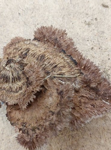 PLESŇÁK ZEMNÍ (Thelephora terrestris) FOTO: Marta Knauerová, 25.–26. 10. 2025