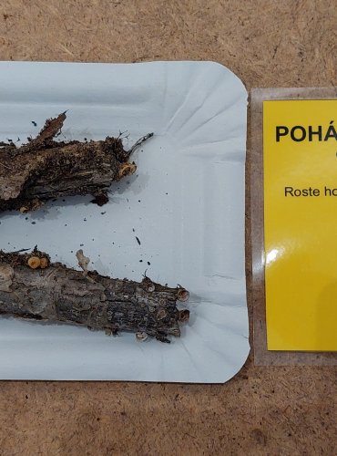 POHÁROVKA OBECNÁ (Crucibulum laeve) FOTO: Marta Knauerová, 25.–26. 10. 2025