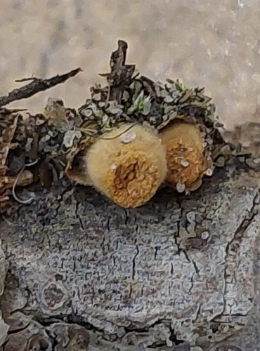 POHÁROVKA OBECNÁ (Crucibulum laeve) FOTO: Marta Knauerová, 25.–26. 10. 2025