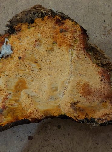 PÓRNATKA POMERANČOVÁ (Auriporia aurulenta) – zapsána v Červeném seznamu hub (makromycetů) České republiky v kategorii VU – zranitelný druh, FOTO: Marta Knauerová, 25.–26. 10. 2025