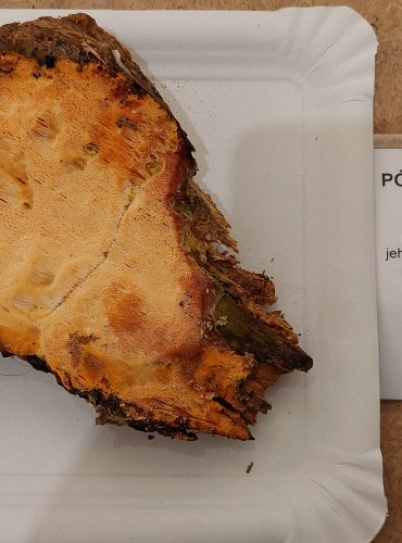 PÓRNATKA POMERANČOVÁ (Auriporia aurulenta) – zapsána v Červeném seznamu hub (makromycetů) České republiky v kategorii VU – zranitelný druh, FOTO: Marta Knauerová, 25.–26. 10. 2025