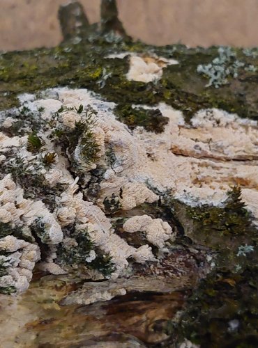 PÓRNOVITKA DROBNOPÓRÁ (Schizopora flavipora) FOTO: Marta Knauerová, 25.–26. 10. 2025