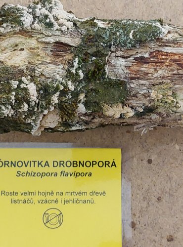 PÓRNOVITKA DROBNOPÓRÁ (Schizopora flavipora) FOTO: Marta Knauerová, 25.–26. 10. 2025