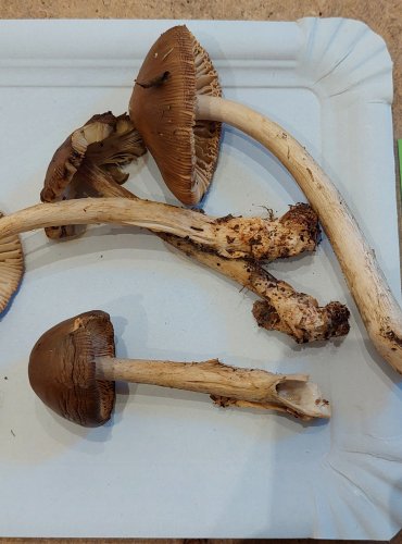 POŠVATKA PLAVÁ neboli muchomůrka ryšavá (Amanita fulva) FOTO: Marta Knauerová, 25.–26. 10. 2025