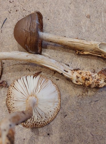 POŠVATKA PLAVÁ neboli muchomůrka ryšavá (Amanita fulva) FOTO: Marta Knauerová, 25.–26. 10. 2025