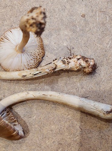 POŠVATKA PLAVÁ neboli muchomůrka ryšavá (Amanita fulva) FOTO: Marta Knauerová, 25.–26. 10. 2025